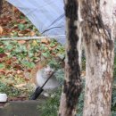 고양이나라 이미지