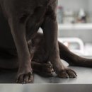 봄강아지 네이버블로그