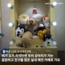 왈왈애견 | 진주 실내 애견카페 왈왈 ; 새로 생긴 깔끔한 애견 카페 내돈내산 후기!