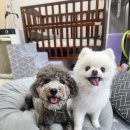 잘살개(J·DOG) 이미지