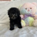 오독안심분양센터 강아지분양 고양이분양 목동점 이미지