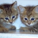 이쁜냥이 이미지