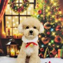 구미산동 애견미용 눈부시개 이미지