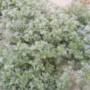 관매마을 이미지