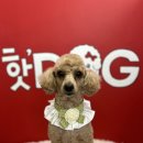 핫도그애견샵 이미지