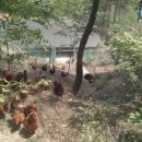 정가네토종닭