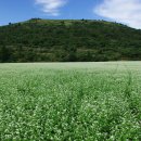 메밀꽃필무렵 이미지