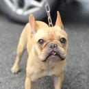 제천동물보호센터 이미지