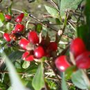 (주)노랑댕댕이 이미지