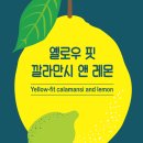 레몬디자인 이미지