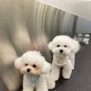 전설의 그루밍 이미지