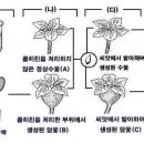 씨없는 수박의 원리 질문입니다 (콜히친 처리시) 이미지