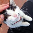 고양이를 사랑하는 남자 이미지