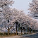 금강산 한우 이미지