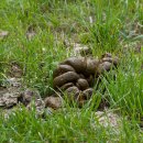 장수목장 이미지