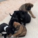 쿨한 강아지 이미지