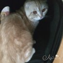 서진동물병원 이미지