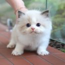 광주강아지분양 고양이분양 미유펫 본점 이미지