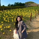 낙동강관리본부 대저생태공원 5 | 부산 봄 꽃놀이 • 꽃구경 명소, 3-4월 가기 좋은 수선화 오륙도 해맞이 공원 / 유채꽃 대저 생태공원