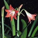 아마릴리스 이미지