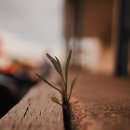 오빠네피티샵 이미지