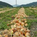 큰밭농원 이미지