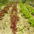 내곡농장 이미지