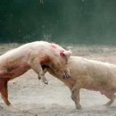 아기돼지 삼형제 이미지