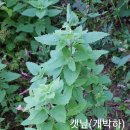 허브 캣닢 -4발송 이미지