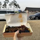 순수김밥 | 경주 황리단길 황남우엉김밥 내돈내산 후기
