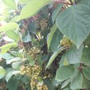 진안군마령면덕천보건진료소 | 뜨거운 태양 아래 오미자가 익어 가는 마이산골마을 풍경