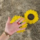 해바라기유치원(어린이집) 이미지