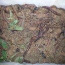 토룡농장 이미지