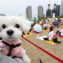 강아지를 부탁해 이미지