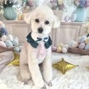 진애견 | 👉 하남애견미용 왕 말티푸 순대 미용 후기 두배로 귀여워진 변신!