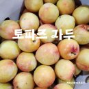 황금빛 자두가 있다고?! 토파즈 자두를 아시나요? 이미지