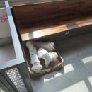 메디 포즈 동물병원 이미지