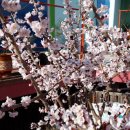 꽃잠 하우젠 이미지