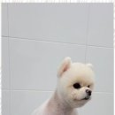 멍멍 애견미용 이미지