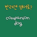 컴페니언 도그 이미지