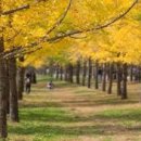 은행나무 이미지