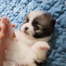 푸른들 동물병원 이미지