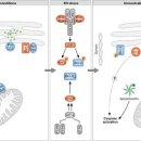 소포체(ER) 스트레스와 루테늄(ruthenium), 산화질소(NO) 이미지