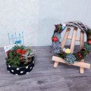 인천다육 이미지
