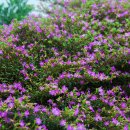 덕수초등학교 이미지