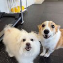 빌리프독 킨더가든 이미지