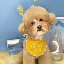 강남펫살롱 이미지