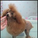 복슬 강아지미용실 이미지