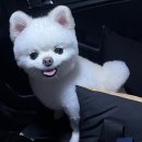 보리 | 경주 강아지수제간식전문점 소소보리 내돈내산후기