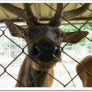 임실사슴농장 이미지